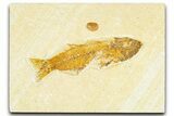 Bargain, Uncommon Fish Fossil (Mioplosus) - Wyoming #367599-1